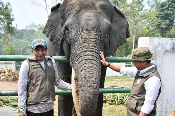 Kemenhut Perkuat Perlindungan Koridor Gajah Sumatra di Lanskap Bukit Tigapuluh