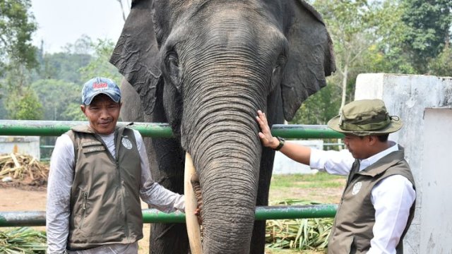Kemenhut Perkuat Perlindungan Koridor Gajah Sumatra di Lanskap Bukit Tigapuluh