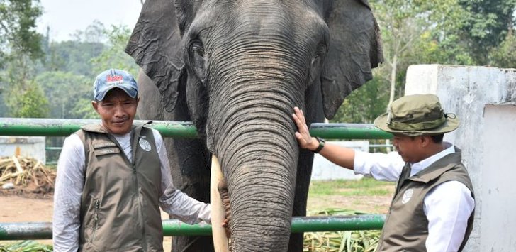 Kemenhut Perkuat Perlindungan Koridor Gajah Sumatra di Lanskap Bukit Tigapuluh