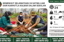 Kemenhut Selamatkan 24 Satwa Liar dari Karhutla Kalbar Dalam Sebulan