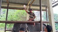 Kabar Duka dari PLG Minas: Gajah Binaan “Diego” Tutup Usia pada umur 17 Tahun