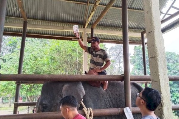 Kabar Duka dari PLG Minas: Gajah Binaan “Diego” Tutup Usia pada umur 17 Tahun