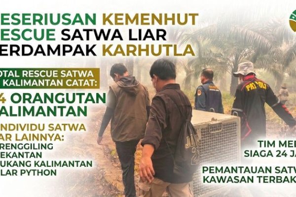Upaya Serius Kemenhut Rescue Satwa Liar Terdampak Karhutla