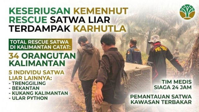 Upaya Serius Kemenhut Rescue Satwa Liar Terdampak Karhutla