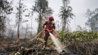 Hotspot Nasional 559 Titik, Kemenhut Perkuat Pengendalian di Kalimantan Tengah