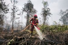Hotspot Nasional 559 Titik, Kemenhut Perkuat Pengendalian di Kalimantan Tengah