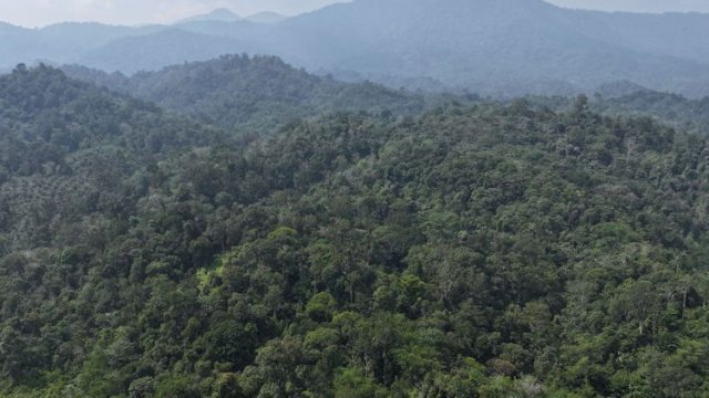 Kementerian kehutanan.