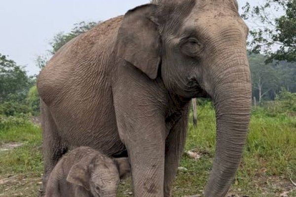 Kabar Bahagia dari TN Tesso Nilo, Gajah Sumatera “Lisa” Lahirkan Anak Jantan Sehat