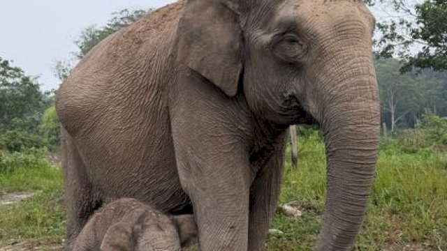 Kabar Bahagia dari TN Tesso Nilo, Gajah Sumatera &ldquo;Lisa&rdquo; Lahirkan Anak Jantan Sehat