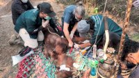 BKSDA Kalbar Tangani Orangutan Sempurna yang Diduga Terdampak Asap Karhutla