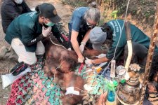 BKSDA Kalbar Tangani Orangutan Sempurna yang Diduga Terdampak Asap Karhutla