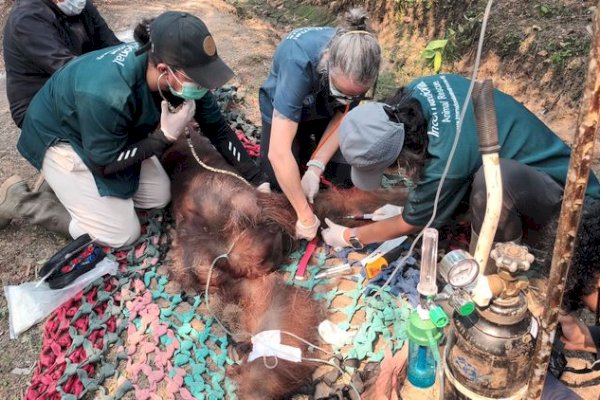 BKSDA Kalbar Tangani Orangutan Sempurna yang Diduga Terdampak Asap Karhutla