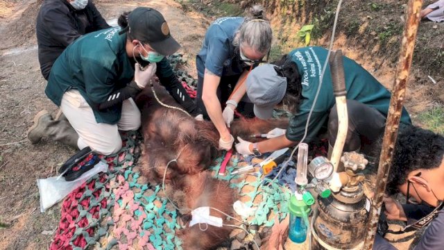 BKSDA Kalbar Tangani Orangutan Sempurna yang Diduga Terdampak Asap Karhutla