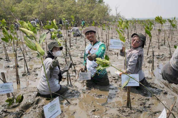 Kalla Toyota Tanam 43.000 Pohon Mangrove dalam Rangka HUT KALLA ke-74