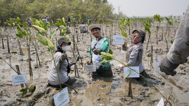 Kalla Toyota menggelar aksi Corporate Social Responsibility (CSR) penanaman pohon mangrove di Kelurahan Tekolabbua, Kecamatan Pangkajene, Kabupaten Pangkep.