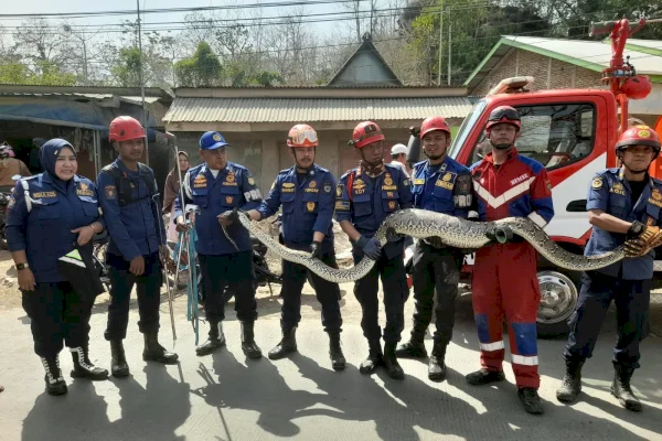 Geger di Bantimurung, Ular Sanca 4 Meter Ditemukan di Dasar Sumur Warga