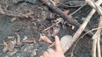 Kemenhut Selidiki Temuan Tengkorak Orangutan di Areal HCV PT KAL