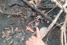 Kemenhut Selidiki Temuan Tengkorak Orangutan di Areal HCV PT KAL