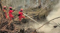 Kemenhut Perkuat Operasi di Kalimantan Tengah dan Jaga Kewaspadaan di Sumatera Selatan