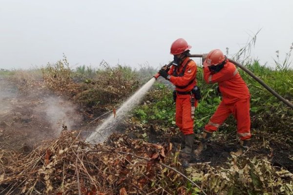 Hotspot Nasional 372 Titik, Kemenhut Perkuat Penanganan Lapangan dan Perlindungan TN Tanjung Puting