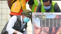 Kemenhut Pulangkan Orangutan Sumatera Korban Perdagangan Ilegal dari India, Rocky Kini Bernama Heera