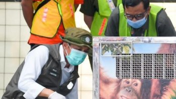 Kemenhut Pulangkan Orangutan Sumatera Korban Perdagangan Ilegal dari India, Rocky Kini Bernama Heera