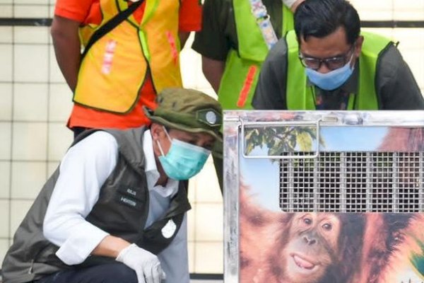 Kemenhut Pulangkan Orangutan Sumatera Korban Perdagangan Ilegal dari India, Rocky Kini Bernama Heera
