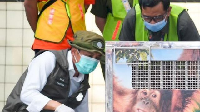 Kemenhut Pulangkan Orangutan Sumatera Korban Perdagangan Ilegal dari India, Rocky Kini Bernama Heera