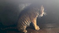 Kemenhut Amankan Harimau Sumatra yang Berkonflik dengan Manusia di Kabupaten Pelalawan