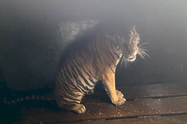 Kemenhut Amankan Harimau Sumatra yang Berkonflik dengan Manusia di Kabupaten Pelalawan